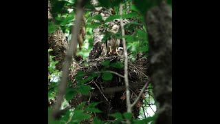 Broadwinged Hawk  Nestlings [upl. by Elinore476]