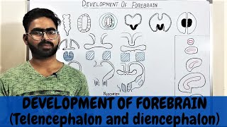 DEVELOPMENT OF FOREBRAIN  TELENCEPHALON AND DIENCEPHALON EMBRYOLOGY [upl. by Sol520]