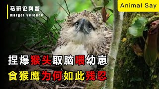 食猴鷹生吞猴腦，連老虎都不敢招惹它，食猴鷹究竟有多可怕！ [upl. by Shandie]