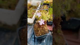 Drosera scorpioides drosera droserapigmea plantacarnivora plantascarnivoras [upl. by Kozloski248]