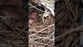 Red throated parrot finch chicks in nest bird birds nature animals [upl. by Manvel]