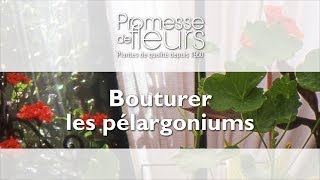 Bouturer un Pélargonium  Vidéo jardin pas à pas [upl. by Sheridan257]