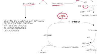 aminoacidos metabolismo [upl. by Enelyt]