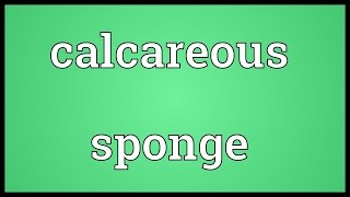 Calcareous sponge Meaning [upl. by Zul638]