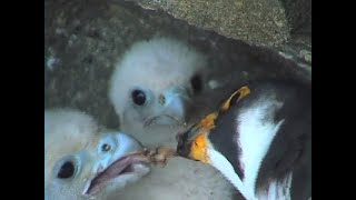 『peregrine Falcon love parenting』『隼・愛の給餌』 [upl. by Xanthe]