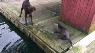 Otters playing with Labs [upl. by Amek419]