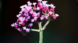 How to Save Verbena Bonariensis Seeds [upl. by Kinimod]