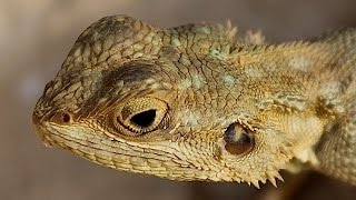 Lizards  Reptile Documentary [upl. by Clerc]