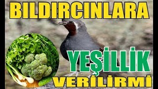 Bıldırcınlara Yeşillik Verilirmi [upl. by Brawner]