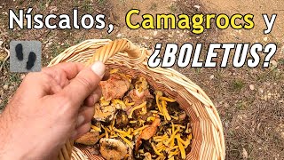 Encontramos algunas setas Níscalos Camagrocs y ¿BOLETUS [upl. by Octavia249]