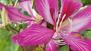 Bauhinia trees in bloom [upl. by Ahsienauq924]