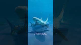 Diving Deep Nurse Shark vs Sand Tiger Shark [upl. by Nuris]