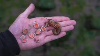 Extremely Satisfying Removing Parasites From Shrimp [upl. by Delgado]