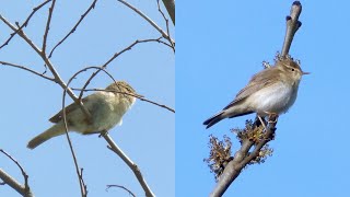 Chiffchaff and Willow Warbler Singing [upl. by Akihsar]