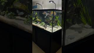 The 150 Gallon Custom Aquarium With South American Cichlids [upl. by Kenley]