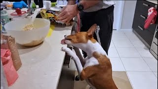 Can I stop basenji from scavenging with rewards based training [upl. by Sibby]