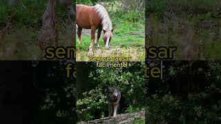 CAVALO VS LOBO luta animals curiosidadeanimal [upl. by Citron71]