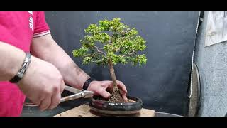 repotting a dwarf hinoki cypress [upl. by Nynnahs]