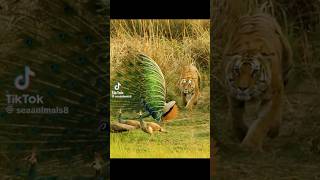 Tiger wow 😱 tiger peacock animals shorts reels [upl. by Darej900]