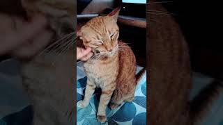 Cat enjoying ear massage 🐈pettingcat  catlover [upl. by Myk81]