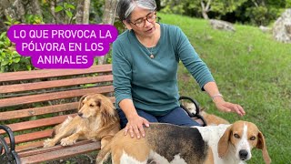 El impacto de la pólvora en perros y pájaros Llamado para tener una Navidad en paz [upl. by Anaig794]