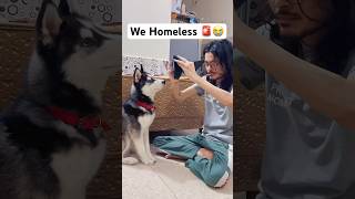 My dogs need new House 😭🚨shorts dog husky trendingsongs [upl. by Avner]