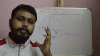 Protein domain  difference between protein domain and motifs  protein subunitdomainmotif concept [upl. by Sahc]