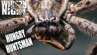 Spiders in Australia  Huntsman Feeding [upl. by Maegan]