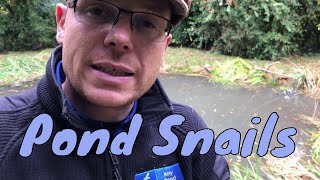 Great Pond Snails Beneficial Pond Snail Wildlife Pond UK [upl. by Jemmy]