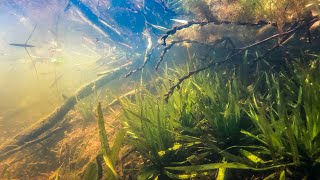 Enoggera Reservoir Life above and bellow the water Wild Biotope [upl. by Humble]