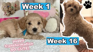 Maltipoo Puppy Growing Up  Week 1 to Week 16  Puppy Transformation [upl. by Punak895]