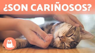 ¿Cómo demuestran CARIÑO los GATOS 😽💕 10 Maneras [upl. by Anole542]