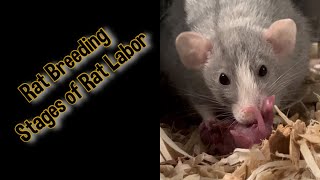 Rat Labor StagesRat Breeding [upl. by Algy708]