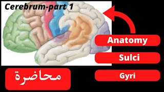 Anatomy of the cerebrum part 1 [upl. by Atsev]