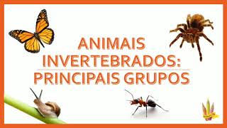 Animais invertebrados principais grupos 7° ano [upl. by Ahtelra]