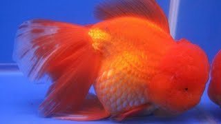 Goldfish tank  Fancy Goldfish breed farm  New Beautiful Colour goldfish [upl. by Nylak]