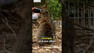 Meet the Quokka 🐻 Exotic Animal Thats Too Cute shorts shortsanimals [upl. by Atilal]