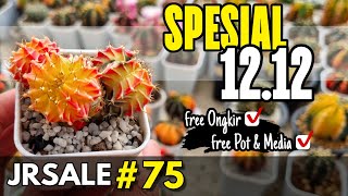 Jual Kaktus Koleksi Spesial 1212 JRsale 75 [upl. by Krasner]