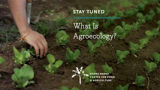 What Is Agroecology [upl. by Anekahs]