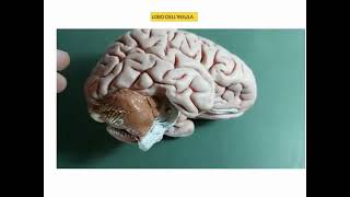 NEUROANATOMIA  LEZIONE 6 DI 20  CORTECCIA CEREBRALE E LOBI CEREBRALI [upl. by Dasa]