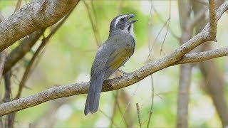 Trinca ferro espetacular virando canto na natureza para os amantes dessa paixão nacional [upl. by Aisatana]