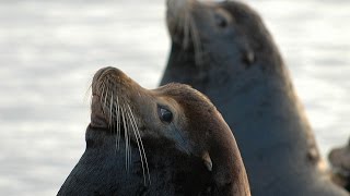 Facts The California Sea Lion [upl. by Llerahc]