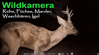 Wildkamera Nachtaufnahmen mit Reh Waschbär Marder Fuchs 2024 [upl. by Ojibbob]