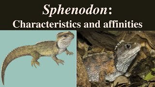 Sphenodon  Sphenodon punctatus  Tuatara  Rhynchocephalia [upl. by Hoes]