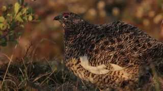 Willow Ptarmigan [upl. by Sinnod]