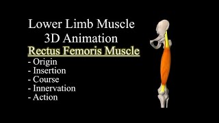 Quadriceps Rectus Femoris 3D Muscle Anatomy Origin Insertion Course Innervation and Function [upl. by Festatus694]