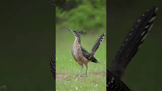 Greater Roadrunner birdsinging soundbirds birdsound birdnature [upl. by Miehar]