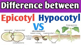 Epicotyl and hypocotyl differences  Epicotyl and Hypocotyl in dicot seed  epicotyl vs hypocotyl [upl. by Malamud]