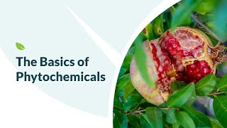 The Basics of Phytochemicals [upl. by Christina279]