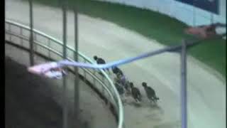 IGB  Ecco Distributors Mini Open 12012019 Race 7  Shelbourne Park [upl. by Atikal]